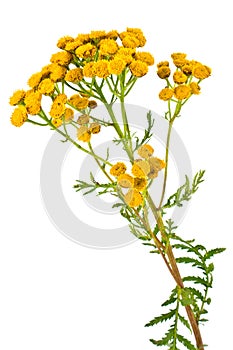 Blooming Tanacetum