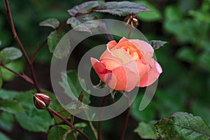 Blooming tangerine-orange English rose in the garden on a sunny day. Rose Lady Emma Hamilton