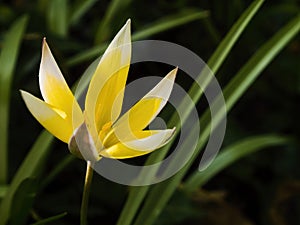 Blooming tardy tulip (or late tulip Tulipa tarda, syn. Tulipa urumiensis