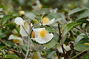 Blooming tea flower in a Taiwanese plantation