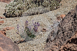 Blooming Teide wallflower Erysimum scoparium, endemic, flowering on lava rock. National Park Teide, Tenerife, Canary Islands.