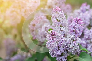 Blooming tender lilac, defocus violet blue flower closeup at spring sunlight, blurred background, pastel romantic color