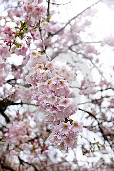 blooming tender pink sacura tree in sunny day