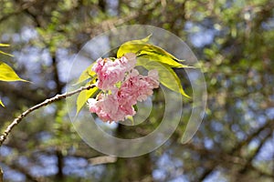 blooming tender pink sacura tree in sunny day