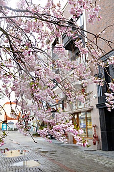 blooming tender pink sacura tree in urban city