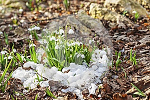 Blooming tender wild snowdrop in snow among last years fallen leaves. Spring concept, seasons, weather