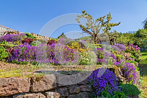 Blooming terrace garden