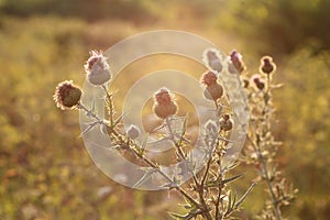 Blooming thistle with beautiful highlights at sunset