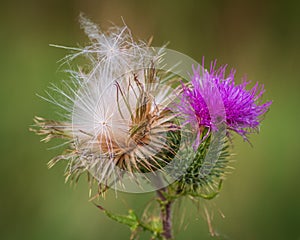 Blooming thistle flower