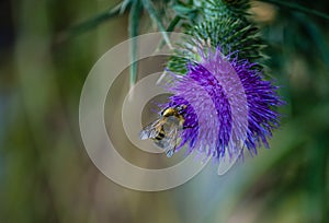 Blooming thistle flower with bee collecting pollen