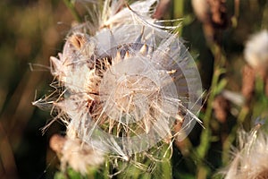 Blooming thistle with fluffy florets