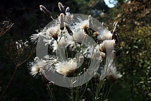 Blooming thistle with fluffy florets