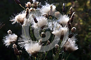 Blooming thistle with fluffy florets