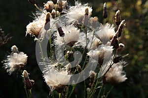 Blooming thistle with fluffy florets