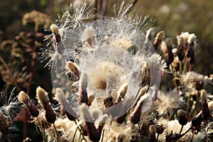 Blooming thistle with fluffy florets