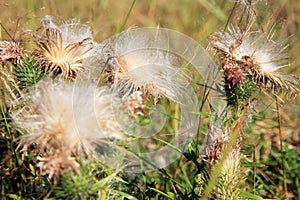 Blooming thistle with fluffy florets