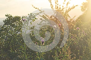 Blooming thistle thickets at sunset. Atmospheric rural landscape