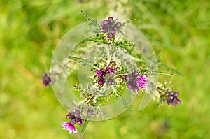 Blooming thistle Wales, Cymru