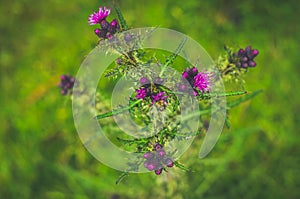 Blooming thistle Wales, Cymru.