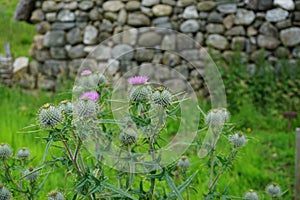 Blooming thistles against a blurred stone wall background