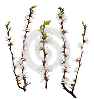 Blooming three cherry tree isolated branches