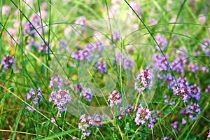 Blooming thyme flowers