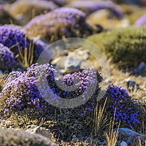 Blooming thyme in the mountains of Crete, Greece