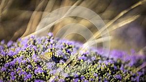 Blooming thyme in the mountains of Crete, Greece