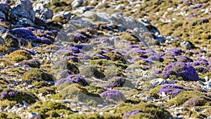 Blooming thyme in the mountains of Crete, Greece