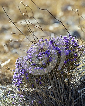 Blooming thyme in the mountains of Crete, Greece