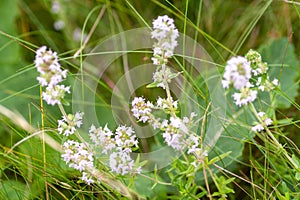 Blooming thyme plant Thyme herb grows in the garden. Organic herb green thyme.