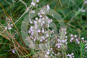 Blooming thyme plant Thyme herb grows in the garden. Organic herb green thyme.