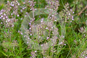 Blooming thyme plant Thyme herb grows in the garden. Organic herb green thyme.