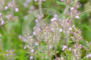 Blooming thyme plant Thyme herb grows in the garden. Organic herb green thyme.