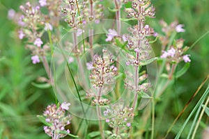 Blooming thyme plant Thyme herb grows in the garden. Organic herb green thyme.