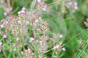 Blooming thyme plant Thyme herb grows in the garden. Organic herb green thyme.