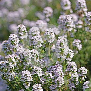 Blooming thyme, thymus, in early summer