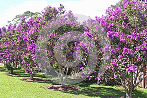 Blooming Tibouchina Urvilleana flowers in Tamborine Mountain National Park, Queensland, Australia