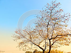 Blooming time of red silk cotton Tree.