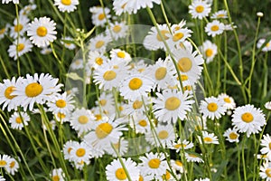 Blooming, tiny white flowers in the field, wild plants, meadow