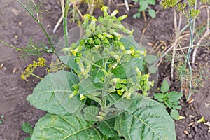 Blooming tobacco plant of species Nicotiana rustica on a field