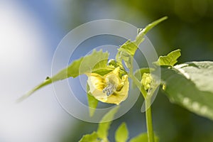 Blooming tomatillo - Physalis philadelphica