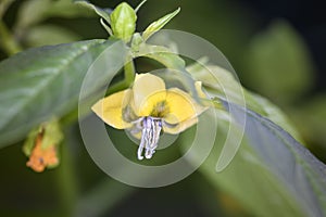 Blooming tomatillo - Physalis philadelphica
