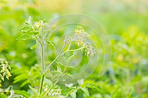 Blooming tomatoes twigs