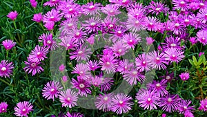 Blooming Trailing Ice Plant at the garden