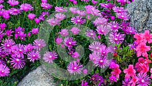 Blooming Trailing Ice Plant between rocks at the garden