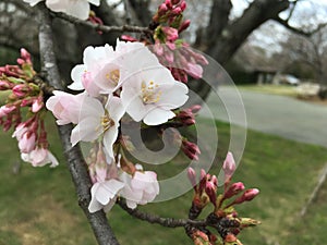 Blooming tree