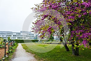 Blooming tree.