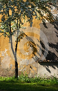 Blooming tree against an uneven wall