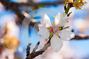 Blooming tree almond flower, fruit tree on blue sky. Seasonal nature beauty, dreamy soft focus picture in back light